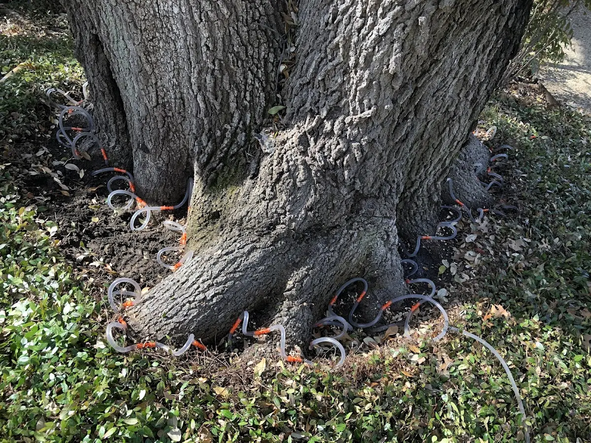 Detailed Tree Cabling and Bracing job site in Sparkman
