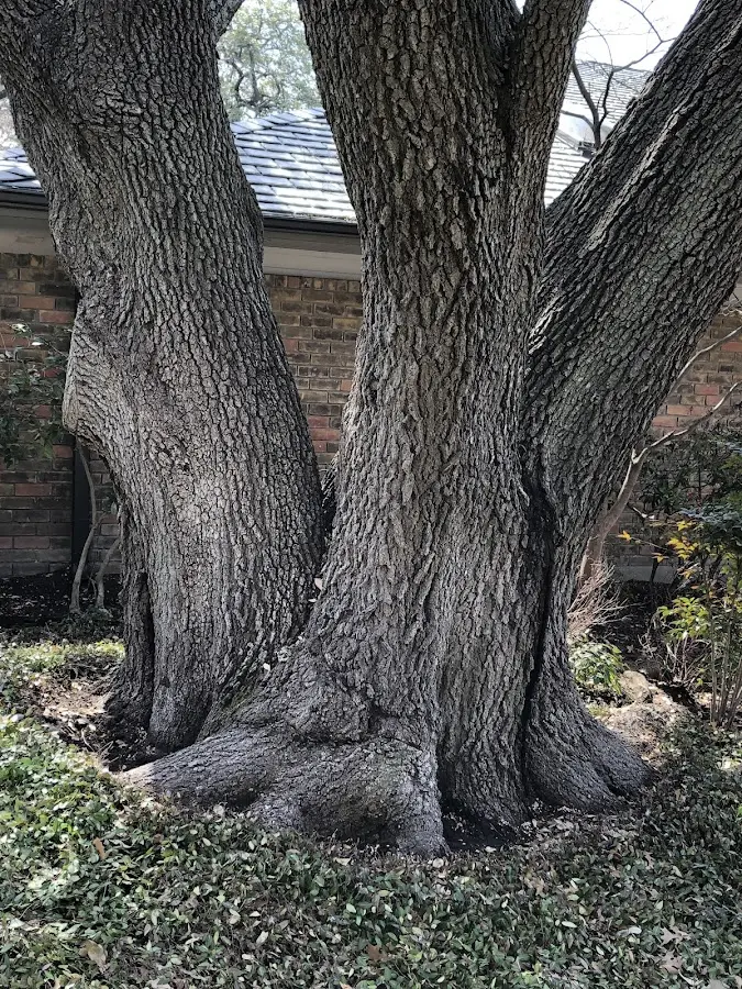 Mature heritage tree close to a Sparkman property cared for by certified arborists